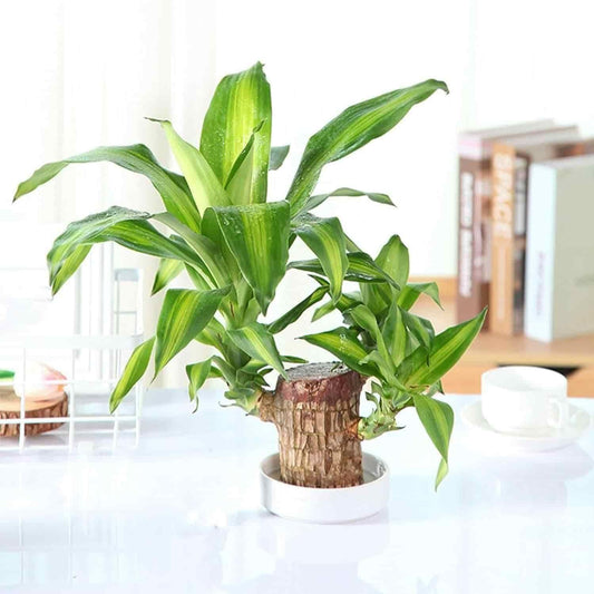 Brazilian Lucky Wood, Home Plant Decorations